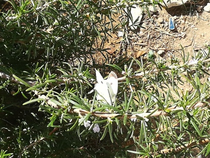 'Large White' (Pieris brassicae)butterfly on Rosemary